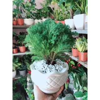 Chậu Cây Tùng Bồng Lai