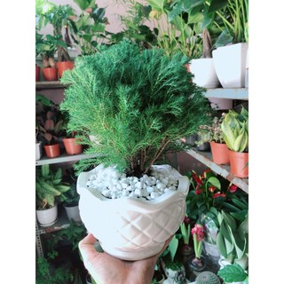 Chậu Cây Tùng Bồng Lai