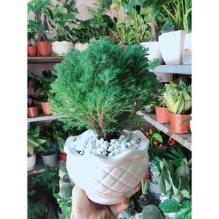 Chậu Cây Tùng Bồng Lai