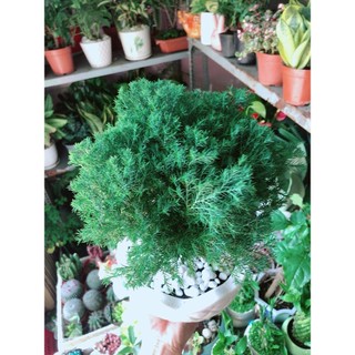 Chậu Cây Tùng Bồng Lai