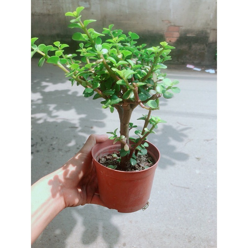 Cây Cành Vàng Lá Ngọc