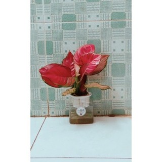 Vạn Lộc Hồng Thuỷ Sinh