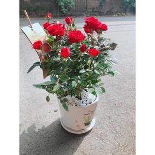Chậu Cây Hoa Hồng Đỏ