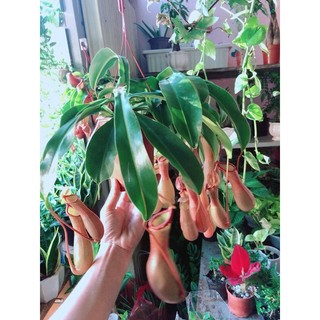 Chậu Cây Nắp Ấm Bắt Côn Trùng