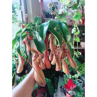 Chậu Cây Nắp Ấm Bắt Côn Trùng