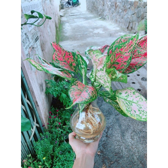 Chậu Cây Vạn Lộc Thuỷ Sinh