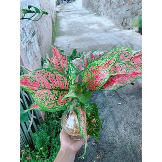 Chậu Cây Vạn Lộc Thuỷ Sinh