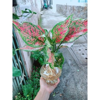 Chậu Cây Vạn Lộc Thuỷ Sinh