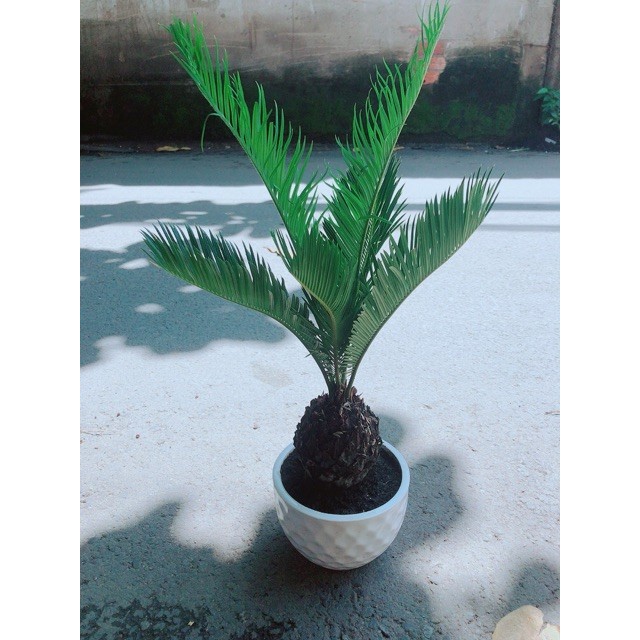 Vạn Tuế Kèm Chậu Sứ