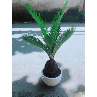 Vạn Tuế Kèm Chậu Sứ