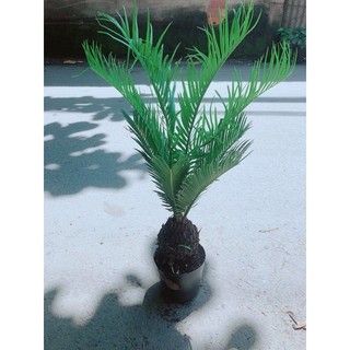 Vạn Tuế Kèm Chậu Sứ