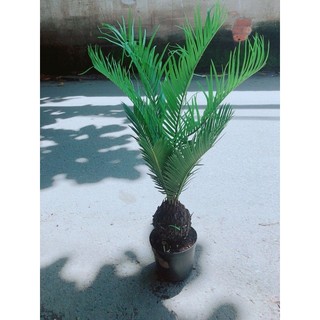 Vạn Tuế Kèm Chậu Sứ