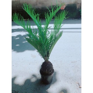 Vạn Tuế Kèm Chậu Sứ