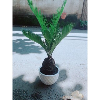 Vạn Tuế Kèm Chậu Sứ