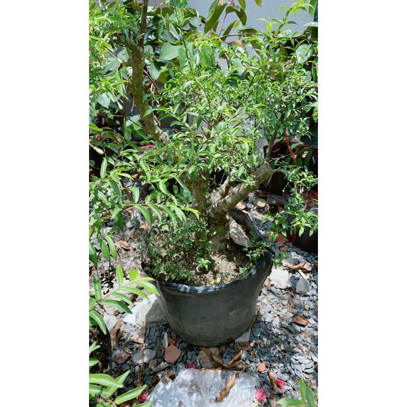 Mai Chiếu Thuỷ Bonsai 50-60cm