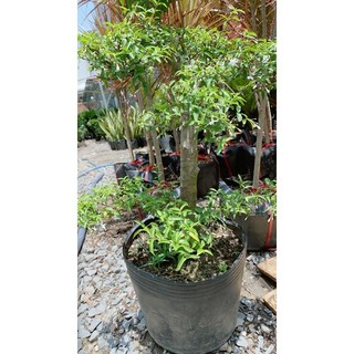 Mai Chiếu Thuỷ Bonsai 50-60cm