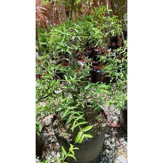 Mai Chiếu Thuỷ Bonsai 50-60cm