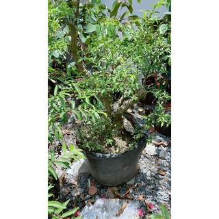 Mai Chiếu Thuỷ Bonsai 50-60cm