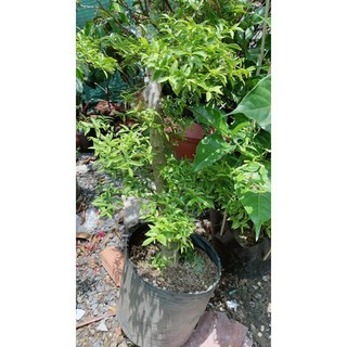 Mai Chiếu Thuỷ Bonsai 50-60cm