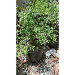 Mai Chiếu Thuỷ Bonsai 50-60cm