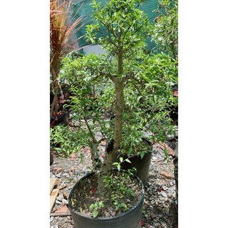 Mai Chiếu Thuỷ Bonsai 50-60cm