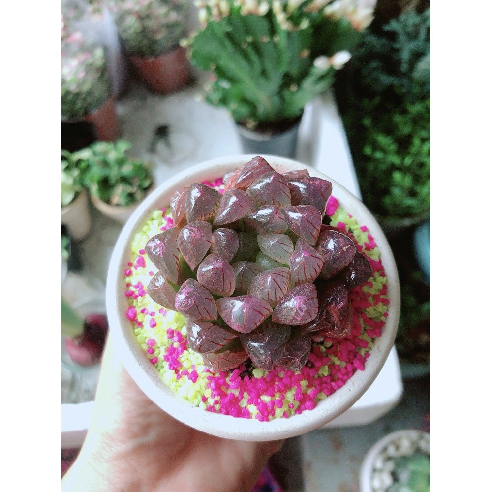 Chậu Cây Kim Cương Copi Tím