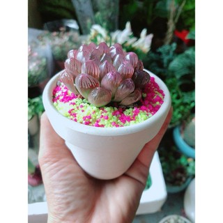 Chậu Cây Kim Cương Copi Tím