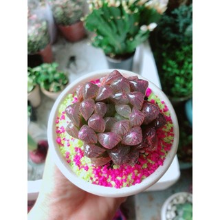 Chậu Cây Kim Cương Copi Tím