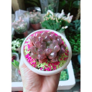 Chậu Cây Kim Cương Copi Tím