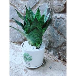 Chậu Cây Lưỡi Hổ Thái Xanh