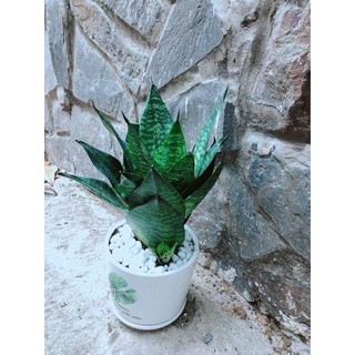 Chậu Cây Lưỡi Hổ Thái Xanh