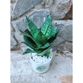 Chậu Cây Lưỡi Hổ Thái Xanh