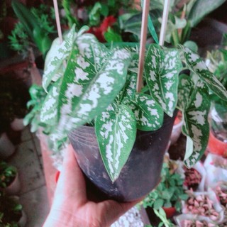 Cây Môn Trắng