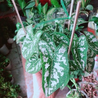 Cây Môn Trắng
