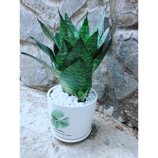 Chậu Cây Lưỡi Hổ Thái Xanh
