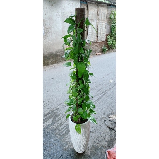 Chậu Trầu Bà Leo