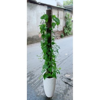 Chậu Trầu Bà Leo