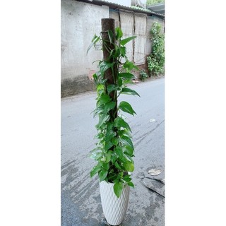Chậu Trầu Bà Leo