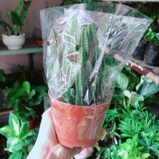 Xương Rồng Thanh Sơn