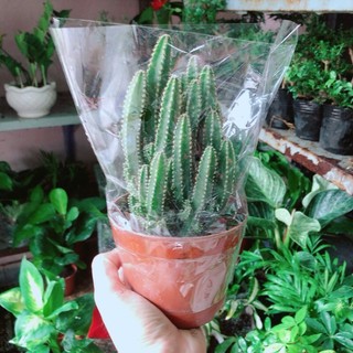 Xương Rồng Thanh Sơn