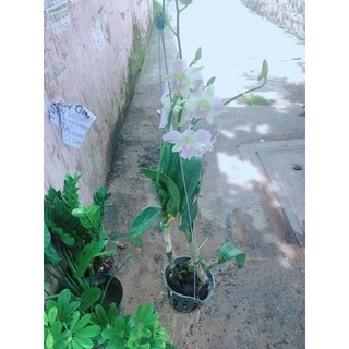 Lan Dendro Hồng Nhạt