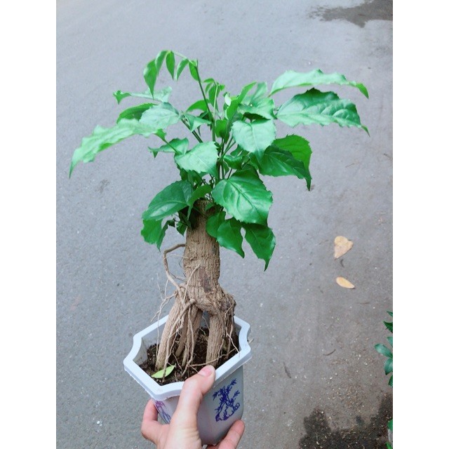 Cây Hạnh Phúc Bonsai