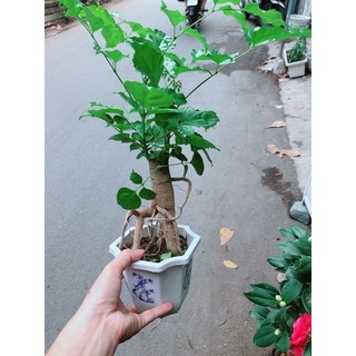 Cây Hạnh Phúc Bonsai