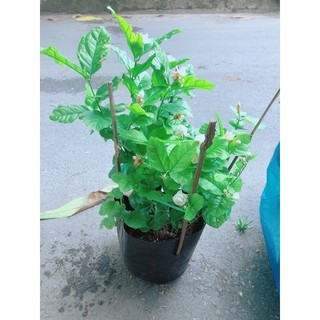 Chậu Cây Hoa Nhài