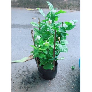 Chậu Cây Hoa Nhài
