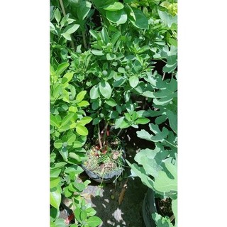 Cây Tắc Cho Sai Trái 50-60cm