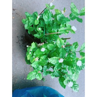 Chậu Cây Hoa Nhài