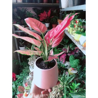 Chậu Cây Vạn Lộc Hồng