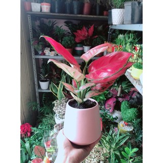 Chậu Cây Vạn Lộc Hồng