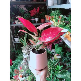 Chậu Cây Vạn Lộc Hồng